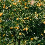 Kumquat (Citrus japonica) ´FORTUNELLA MARGARITA´ - výška 130-150 cm, obvod kmeňa 4/6 cm, kont. C10L